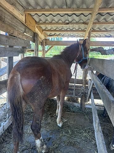 Продаю | Жеребенок | Конный спорт