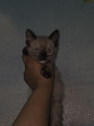 сеамская кошка: Сиамская, 1 месяц, Девочка, Приучена к лотку — 1