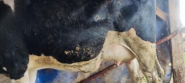 алабай щенка: Продаю | Корова (самка) | Для молока — 6