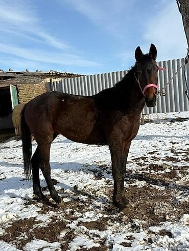 ит мал айдайт: Сатам | Бээ (ургаачы) | Аргын, Англиялык | Көбөйтүү үчүн, Ат спорту | Асыл тукумдуу — 1