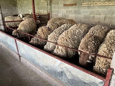 с мыкан: Продаю | Овца (самка) | Для разведения | Племенные — 9