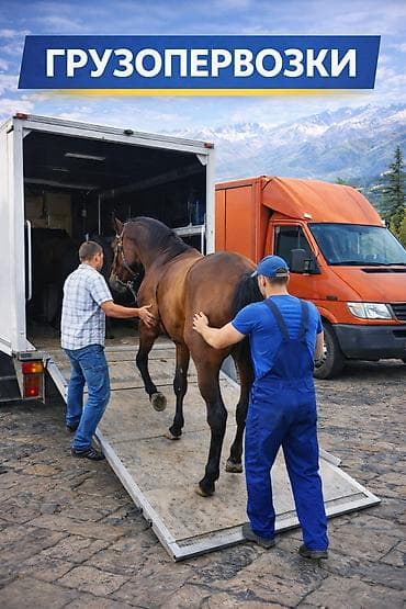 обмен вещи: 📦 Грузоперевозки в Бишкеке 24/7 Ищете надежные грузоперевозки в — 1