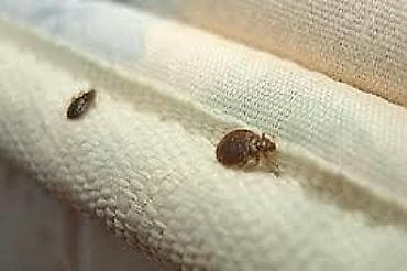 Другие услуги: Дезинфекция, дезинсекция, | Клопы, Блохи, Тараканы, | Транспорт, Офисы, Квартиры — 3