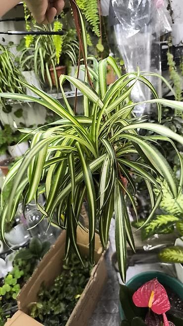 бетонные горшки: Комнатные растения в горшках 1) Фикуc эластика (Робуста) - Компактный — 9