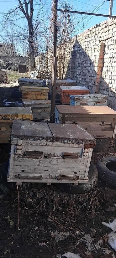 банка алам: Срочно срочно срочно продаю 6 Уликов с пчеломи звоните не пропустите — 1