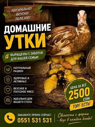 гуси линда цена: Продаётся Утка с утятами пишите или званите утята 14 штук есть в — 1