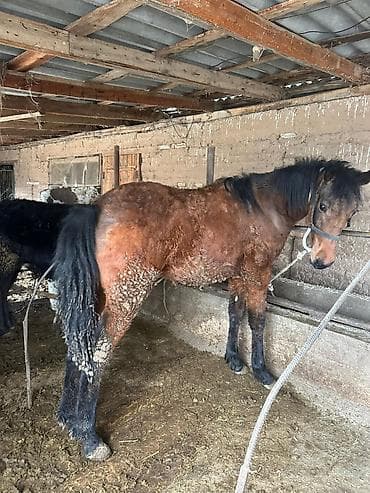 уэльский горный пони: Продаю | Жеребенок | Дончак | Рабочий — 5