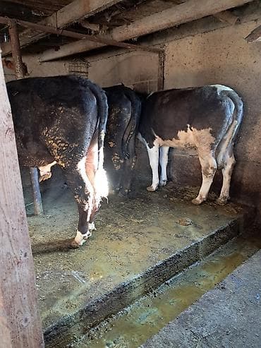 Продаю | Бык (самец) | Полукровка | На откорм | Привязанные