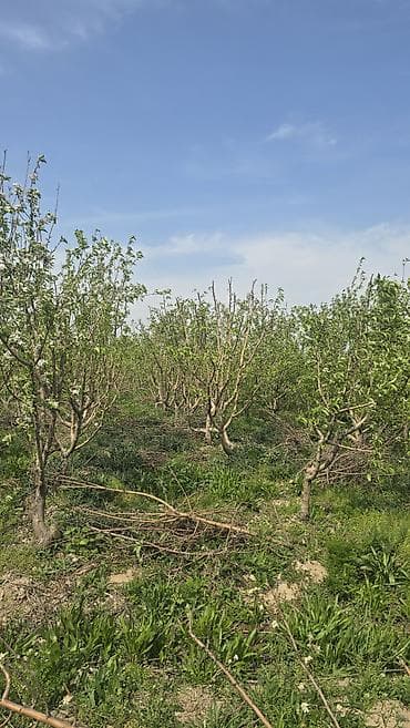 Саженцы яблони из плодового сада - Предлагаются саженцы яблони с