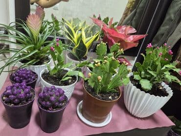 цветы картины художников: Комнатные растения в горшках: - Каланхоэ, бегония тигровая — 3