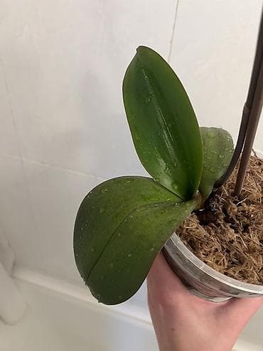 Диффенбахии: Орхидея фаленопсис трилипс Sogo Diamond - Сорт/тип: фаленопсис — 2