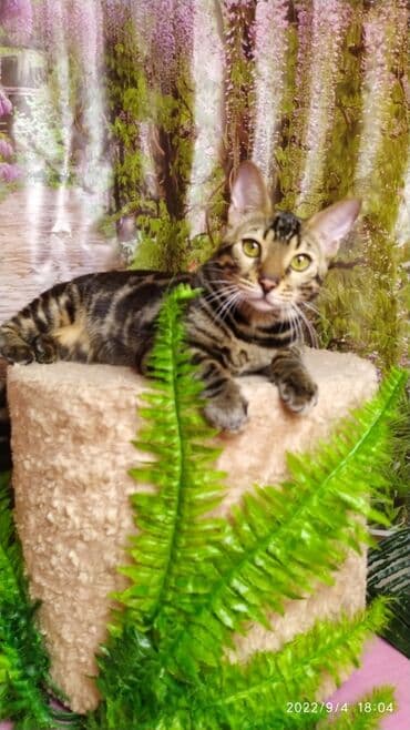 новорожденные котята: Красивейшие Бенгальские котята . разный возраст. Большой — 3