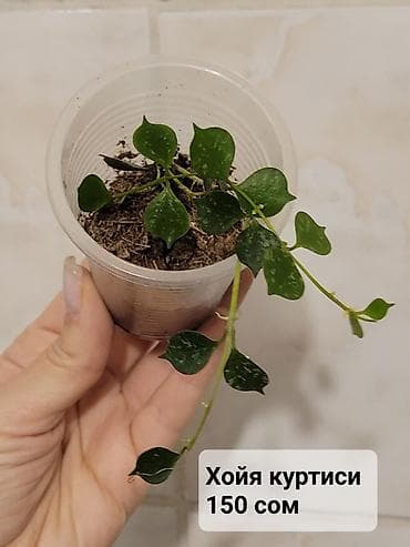 Монстерлер: Хойи
Цены и названия на фото — 5