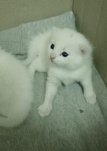 Кошки: Као-мани, 1 месяц, Мальчик, Белый, Метис, Приучена к лотку, Проглистована — 1