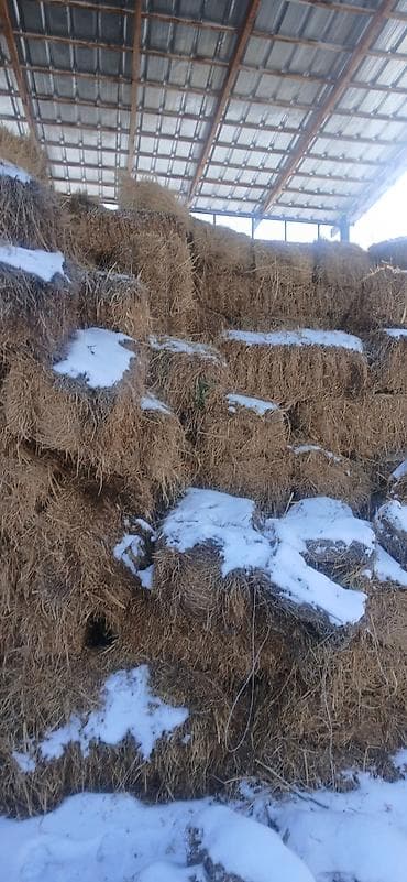 Беде клевер түк тюк тук чоп чөп Карабалта