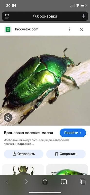 гриб медвежье ухо: Личинки бронзовки (Cetonia aurata) — для домашнего разведения и — 4