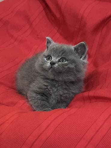 временные приюты для кошек: Продаются шотландские котята, (Scottish Fold, Scottish Straight). С — 3