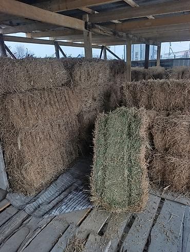 клетка для кролика: Бееде саатылат 420 сом дон 170 шт бар — 2