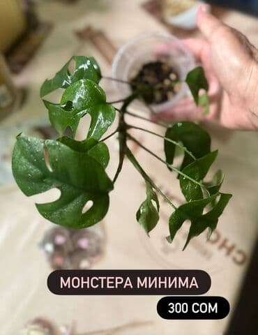 саженцы банана: Монстера минима от 200 сом за штуку) корзинка без растений 300 сом — 5