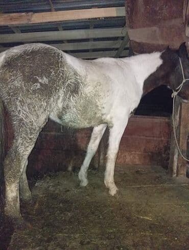 отдам собаку даром: Продаю | Кобыла (самка) | Рабочий — 1