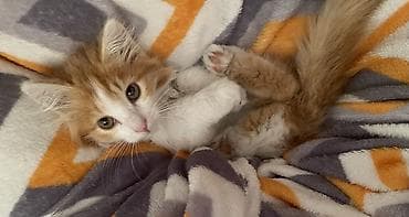 кошки сокулук: 🐱 Отдам кошечку в добрые руки. Ищу для неё любящую и ответственную — 1