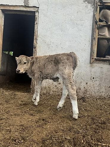 коровы симентал: Продаю | Музоо, торпок | Полукровка | На откорм | Искусственник — 3