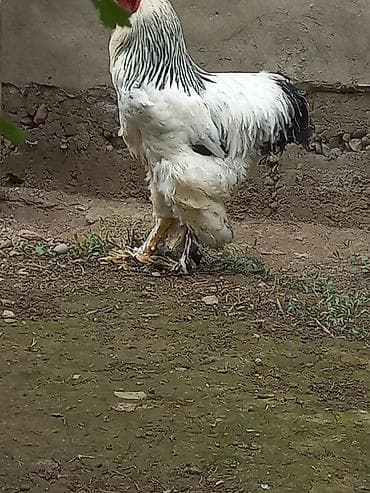 scottish fold: Продаю | Петух | Брама | Для разведения — 2