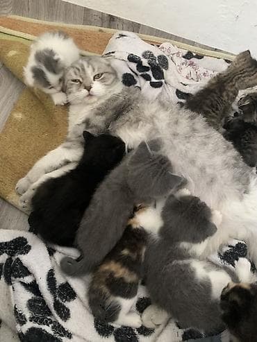 кара балта кошки: Котята домашние, разного окраса В добрые руки Котятам 1 месяц Отдаю — 3