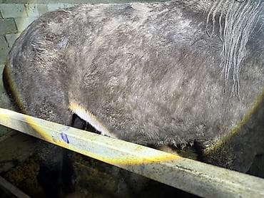 коне корсе: Продаю | Кобыла (самка) | Рабочий — 3