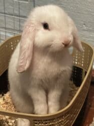 Рыбы: Срочно продам кролика Самец 3,4месяца Отдам вместе с сеном кормом и — 1