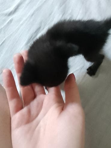 сколько стоят котята: Отдам в добрые руки два черных котёнка, девочка и мальчик. Описание — 2