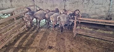 оптом бука: Продаю | Баран (самец) | Арашан — 6