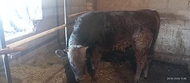 маленькие хаски: Продаю | Бык (самец) | Алатауская, Швицкая | Племенные, Привязанные — 2