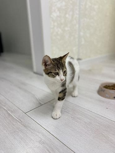 британская котята: Отдам двух котят мальчиков в хорошие руки. Малышам 3,5 месяца. На — 6