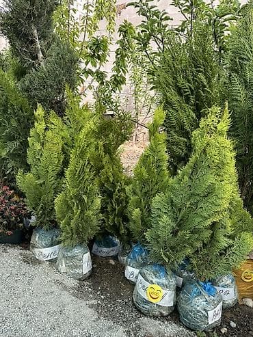 туя голубая ёлка: Туя (саженцы с комом земли) - Вечнозелёные декоративные хвойные для — 2