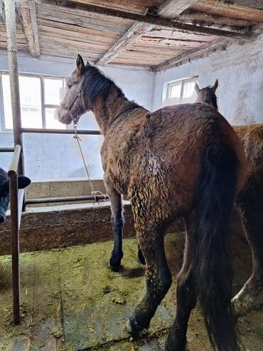 отдам даром вислоухого котенка: Сатам | Бээ (ургаачы) | Аргын | Союуга, Көбөйтүү үчүн — 1