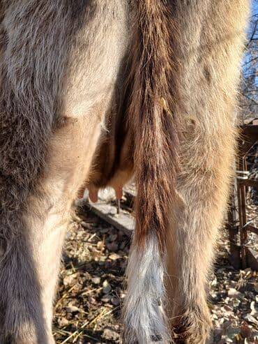 дом животные: Продаю | Тёлка | Алатауская | Для разведения, Для молока — 3