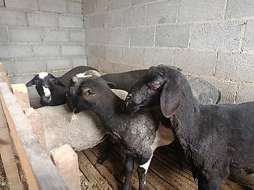 курцхаар купить бишкек: Продаю | Овца (самка) | На забой | Ярка — 4