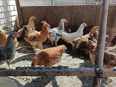 перья птиц: Продаю пяти месячных Цаплята — 1