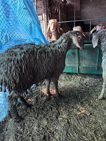 Козы, козлы: Продаю | Овца (самка) | Для разведения — 2