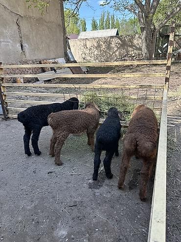 козье: Продаю | Ягненок | Для разведения — 3