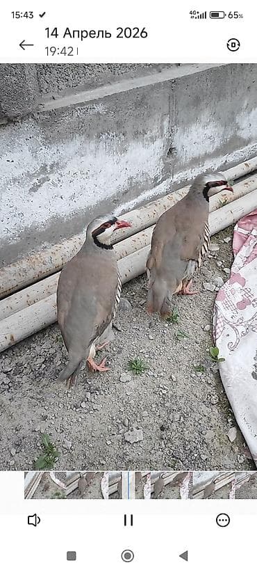 di store: ПРОДАЁТСЯ КУРАПАТКИ — 3