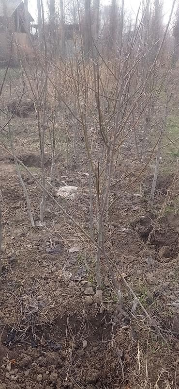 гулдор роза: Көчөттөр дарактардын: Мажрүм талдар — 2