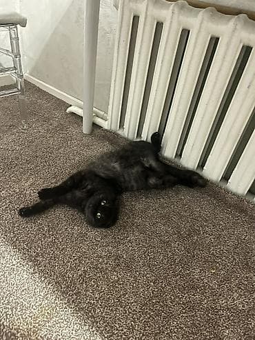 дикая кошка: СРОЧНО СРОЧНО ПРОДАМ девочка Шотландская вислоухая кошка, окрас — 4