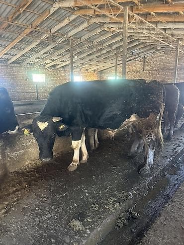 говяжьи ноги: Продаю | Бык (самец) | Для разведения | Привязанные — 9