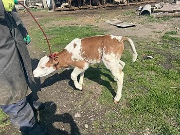 телки швицкой породы: Продаю | Музоо, торпок | Для разведения | Привязанные — 5