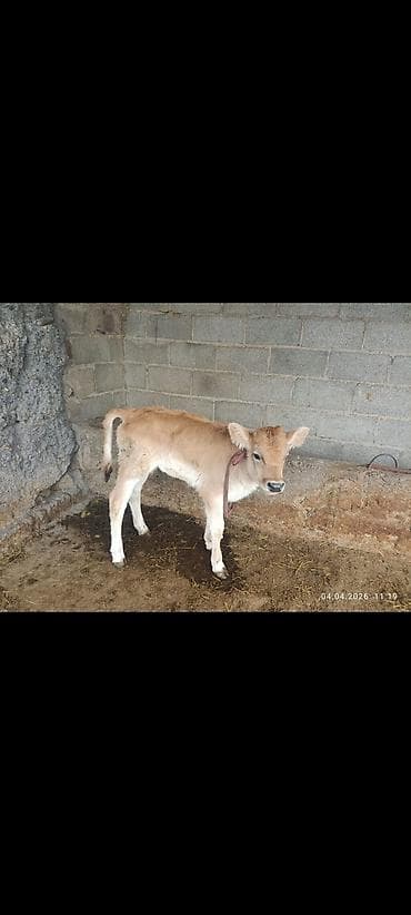 породистые собаки в бишкеке: Продаю | Музоо, торпок | Полукровка | На откорм | Привязанные — 1