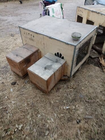барахолка кара балта: Продам кролятники — 2
