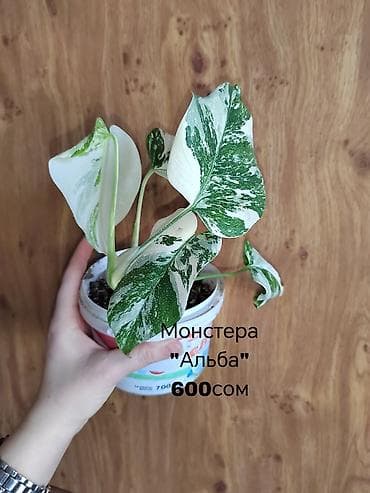 времени: Комнатные растения — саженцы и черенки. 1) Живое дерево (лечебное) — — 4