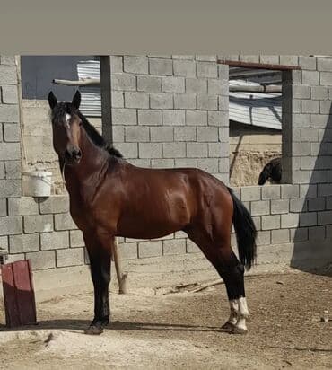 бельгийская овчарка щенок: Продаю | Жеребец | Рабочий — 1